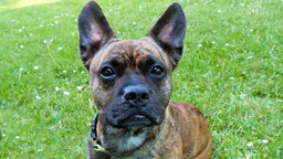 Hund mit gestromtem Fell in Nahaufnahme 