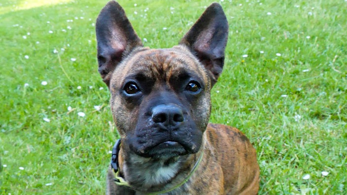 Hund mit gestromtem Fell in Nahaufnahme 