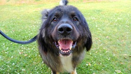 Hund mit braun-grauem Fell mit schwarzen Abzeichen hechelnd in Nahaufnahme 