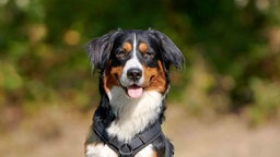 Dreifarbiger Hund in Nahaufnahme 