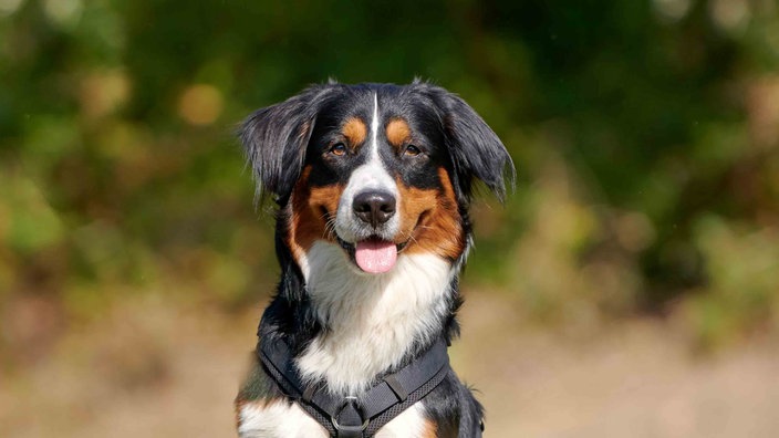 Dreifarbiger Hund in Nahaufnahme 