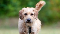 Ein mittelgroßer Hund mit hellbraunem wuscheligem Fell in Nahaufnahme 