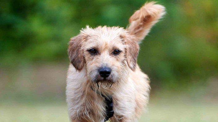 Ein mittelgroßer Hund mit hellbraunem wuscheligem Fell in Nahaufnahme 