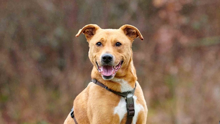Hund mit hellbraunem Fell und weißen Abzeichen in Nahaufnahme 