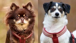Eine Collage eines braunen und eines weiß-schwarzen Hundes 