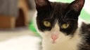 Nahaufnahme einer Katze mit schwarz-weißem Fell 