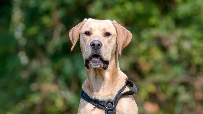 Hund mit beige-weißem Fell und Schlappohren in Nahaufnahme 