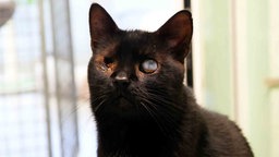 Ein schwarzer Kater mit einem blinden und einem getrübten Auge 