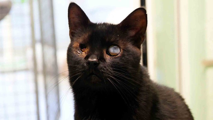 Ein schwarzer Kater mit einem blinden und einem getrübten Auge 