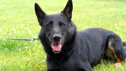 Schwarzer Hund mit braunen Abzeichen liegt auf einer Wiese 