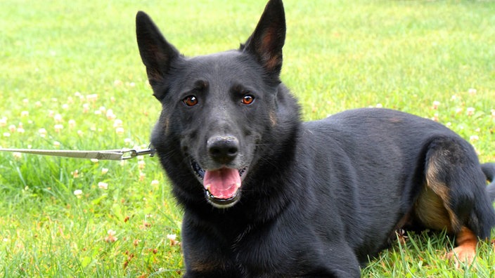 Schwarzer Hund mit braunen Abzeichen liegt auf einer Wiese 
