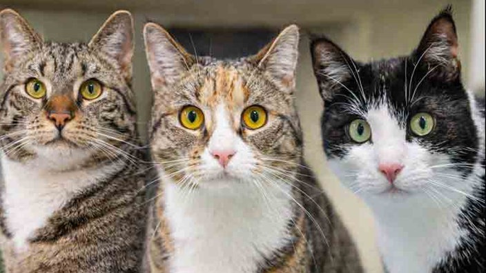 Zwei getigerte und eine schwarz-weiße Katze in Nahaufnahme 