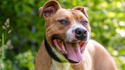 Hund mit braunem Fell und weißen Flecken hechelnd in Nahaufnahme 