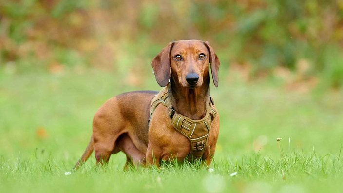 Hund mit braunem Fell und Schlappohren auf einer Wiese 