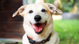 Nahaufnahme eines goldenen Hundes, der hechelt