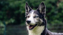Hund mit weiß-grauem Fell und einem braunen und einem blauen Auge 