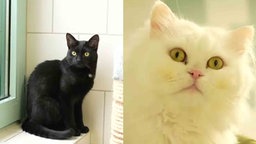 Eine Collage einer schwarzen und einer weißen Katze 