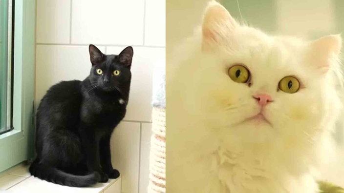 Eine Collage einer schwarzen und einer weißen Katze 
