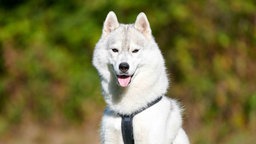 Nahaufnahme eines weißen Hundes mit längerem Fell