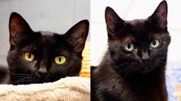 Eine Collage aus zwei schwarzen Katzen 