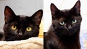 Eine Collage aus zwei schwarzen Katzen 