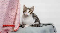 Katze mit weiß-getigertem Fell auf einer grauen Decke 