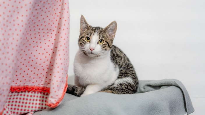 Katze mit weiß-getigertem Fell auf einer grauen Decke 