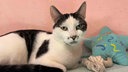 Kater mit weiß-schwarzem Fell in Nahaufnahme 
