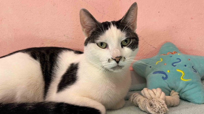 Kater mit weiß-schwarzem Fell in Nahaufnahme 