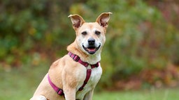 Beige-weißer Hund mit beerenfarbenem Geschirr in Nahaufnahme