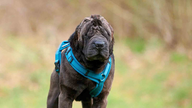 Blinder und tauber Hund mit grauem Fell und blauem Geschirr in Nahaufnahme 