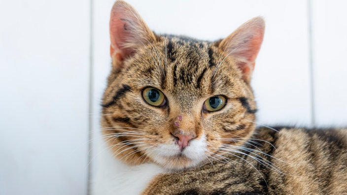Braun-getigerter Kater in Nahaufnahme 