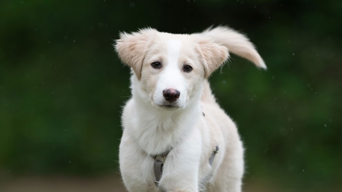 Hund mit weiß-beigefarbenem Fell in Nahaufnahme  