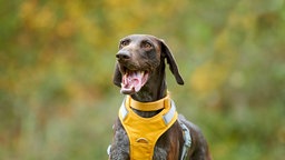 Hund mit braun-schimmelfarbenem Fell und Schlappohren mit geöffnetem Maul 