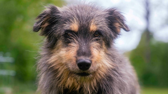 Mittelgroßer Hund mit langem, struppigen, grau-braunem Fell in Nahaufnahme