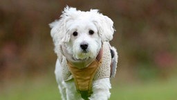 Hund mit weißem Fell und Schlappohren in Nahaufnahme 