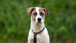 Hund mit weiß-braunem Fell in Nahaufnahme 