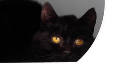 Katze mit schwarzem Fell in Nahaufnahme 