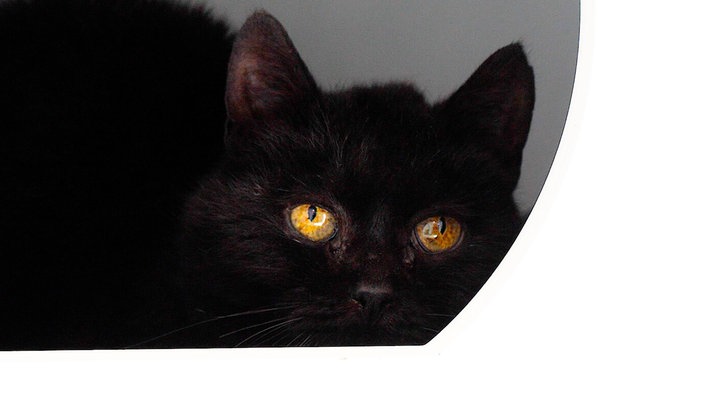 Katze mit schwarzem Fell in Nahaufnahme 