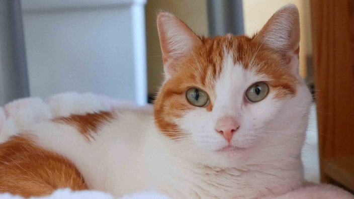 Katze mit rot-weißem Fell in Nahaufnahme 