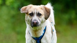Großer Hund mit weiß-braunem dichten Fell auf einer Wiese in Nahaufnahme