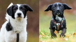Eine Collage aus zwei schwarz-weißen Hunden 