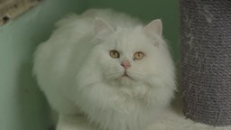 Kater mit weißem langem Fell in Nahaufnahme 
