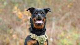 Hund mit schwarz-braunem Fell hechelnd in Nahaufnahme 