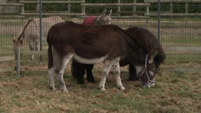 Mehrere Esel stehen auf einer Weide und fressen Gras 