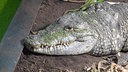 Nahaufnahme eines grau-grünen Krokodils 