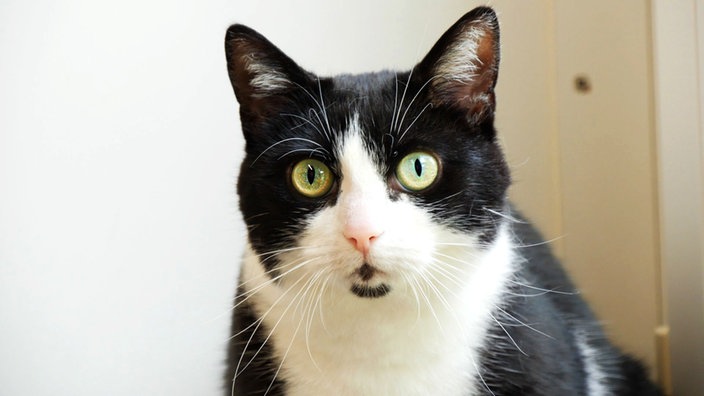 Katze mit schwarz-weißem Fell in Nahaufnahme 