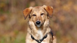 Hund mit hellbraunem Fell in Nahaufnahme  