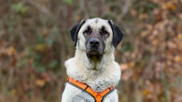 Großer Hund mit beigefarbenem Fell in Nahaufnahme 