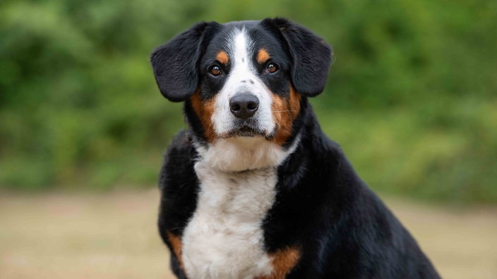 Ein tricolorfarbener Hund in Nahaufnahme 
